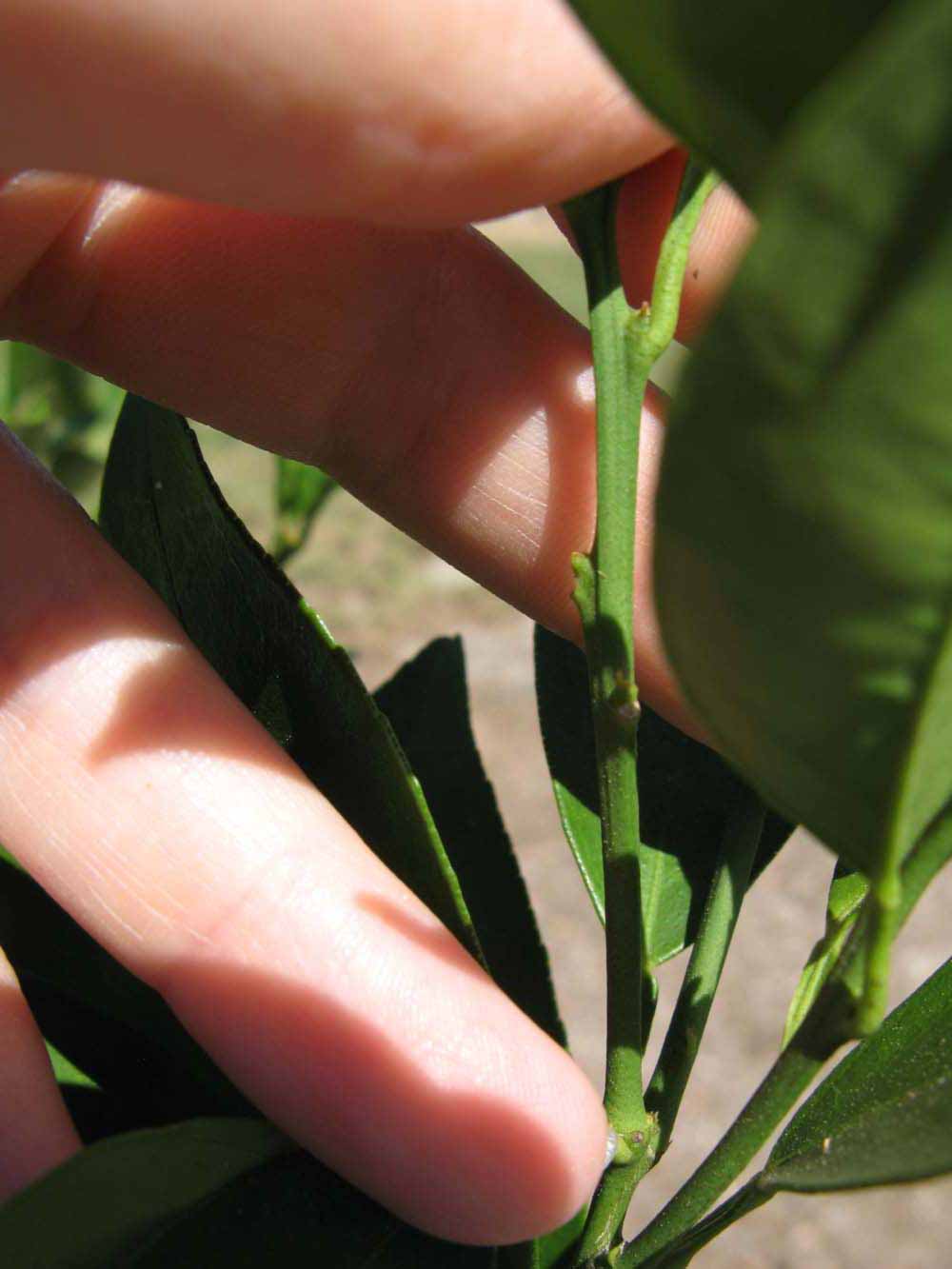              First year twig (Winter Haven, FL)       